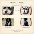 Photo guide for head and full-body custom pet portraits